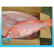 Frozen Red Snapper fish whole round IQF